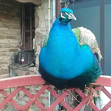 La Fregiere * Clairvaux-d'Aveyron