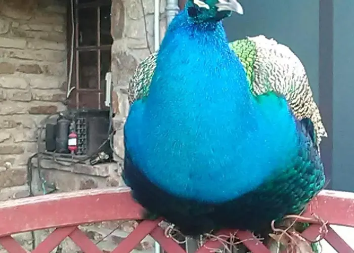 La Frégière * Clairvaux-d'Aveyron